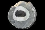 Thysanopeltis Trilobite - Issoumour, Morocco #108209-1